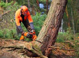 How Our Tree Care Process Works  in Tumwater, WA